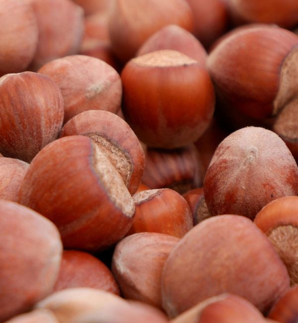Turkish hazelnuts wholesale supply